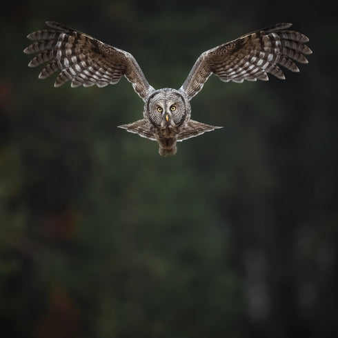 Great Grey Flight Owl Hat