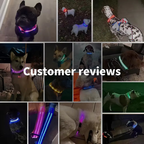 Adjustable LED Glowing Dog Collar – Rechargeable Flashing Light Harness for Small Dogs