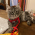 Comfortable Cat and Dog Harness Vest with Leash Set - Breathable Mesh and Traction Rope for Pets