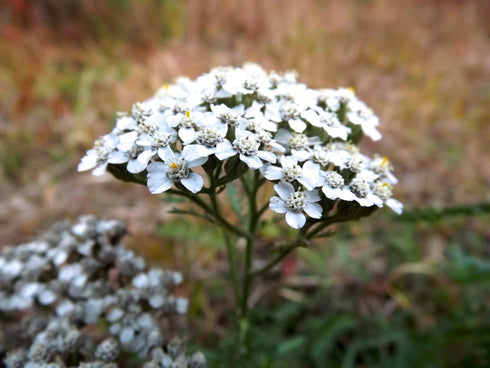 Yarrow Beauty Serum
